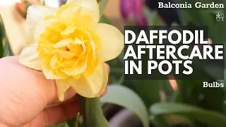 Aftercare For Daffodils Grown In Pots! What To Do When Flowering Is Over | Balconia Garden