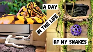 My Snakes: A Day In The Life