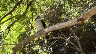 Kookaburra Spotting -2