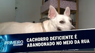 Cachorro com deficiência é abandonado na rua da Grande Porto Alegre | Primeiro Impacto (07/01/20)