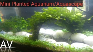 Simple Mini Planted Aquarium Setup - Malayalam