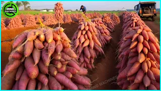 The Most Modern Agriculture Machines That Are At Another Level, How To Harvest Sweet Potatoes ▶8