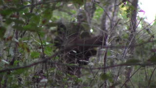 Two  Sasquatch Standing behind A Fallen Tree 10-19-18