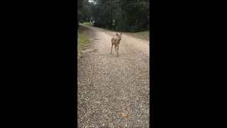 Fawn Runs Toward Lady as She Asks ”Where’s Your Momma”