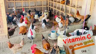 Day 200♥️ | Poultry farming at home | step by step guide | heat stroke | garmi sa bachao