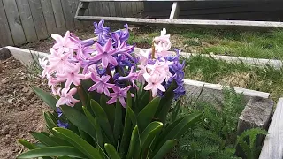 hyacinth update