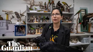 Ask an expert: the Australian Museum's ornithologist picks her Bird of the Year