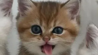 1 HOUR CUTE CATS COMPILATION 2022😍| Super Funny and Cute Cat Videos😻