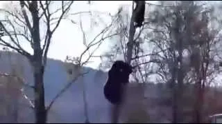 Bear Chases Man Up A Tree In Russia