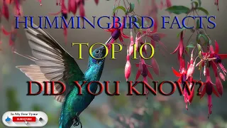 Hummingbird-Top 10 Facts-Did You Know. Interesting Facts. Smallest Bird Species In Nature.