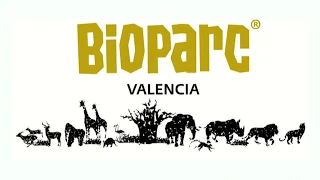 Jirafas - Comportamiento sexual y rituales de apareamiento (BIOPARC Valencia)