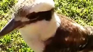 Kookaburra