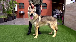 Profesional en la crianza del Lobo Checoslovaco