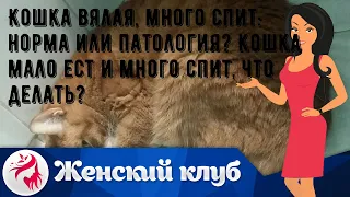 Кошка вялая, много спит: норма или патология? Кошка мало ест и много спит, что делать?