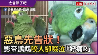 根本是惡鳥先告狀！ 影帝鸚鵡咬人卻啜泣喊「好痛R」