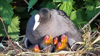 Eurasian Coot family with 7 chicks