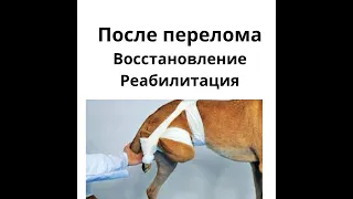 реабилитация собаки после травмы, перелома