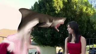 The Shark Scale: 90210 Shark Attack!