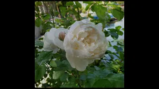 White Juliet roses...?