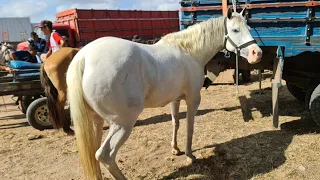 FEIRA DE CAVALOS DE CARUARU PE TERÇA FEIRA 19/10/2021