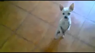 Чихуахуа танцует фламенко - Flamenco dancing Chihuahua