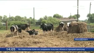 В тюменских сёлах развивают молочные производства