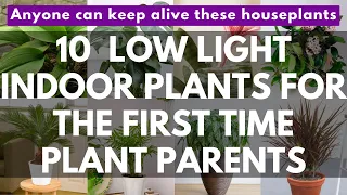 Low Light Indoor Plants that thrive in the dark, anyone can keep alive them