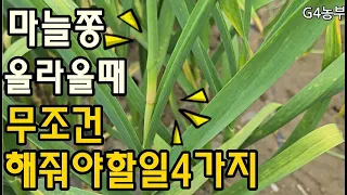 5월 마늘종 올라올때 꼭해줘야할일 4가지 마늘쫑