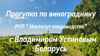 #15 08.09.2023 Прогулка по винограднику РУП “ Института Плодоводстаа” c Владимиром Устиновым.