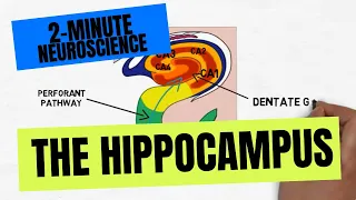 2-Minute Neuroscience: The Hippocampus