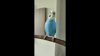 Budgie Powertrip💪😎