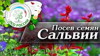 Сальвия посев семян. Как и когда сажать цветы сальвия.