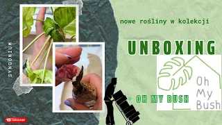 Roślinny unboxing 🌿 OH MY BUSH pierwsze zakupy sklepie 🌾 Czy jestem zadowolona? Czy jeszcze wrócę?🤔