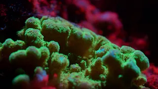 The Last Coral Reef of Galapagos | BBC Earth