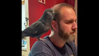 Pet pigeon preening her human