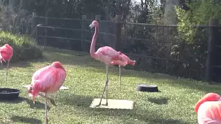 Flamingo dance at San Diego zoo