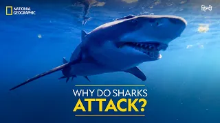 Why Do Sharks Attack? | Jaws vs Boats | Full Episode | S01-E01 | हिंदी | National Geographic