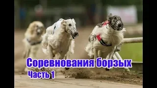 Соревнования борзых | Часть 1