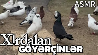 Xirdalan Göyərçinlər ASMR 2