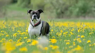 Звуки собаки (Собака лает, скулит и рычит) | (15 Секунд)