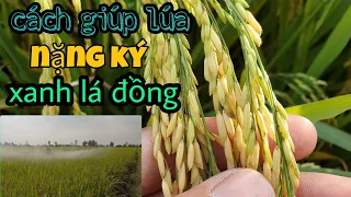 Cách giúp lúa nặng ký xanh lá đồng #38 l Thanhdotv