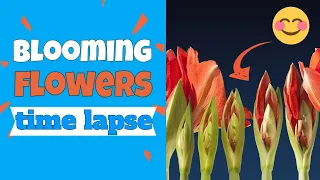 Watch BLOOMING FLOWERS Time Lapse | Flowers Time Lapse | STRESS Relief