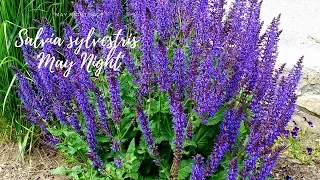 How to care for Salvia "May Night"