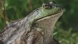 Surprising study shows female frogs playing dead to avoid romance