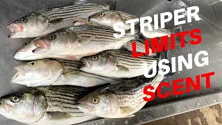 How Striped Bass React Underwater With And Without Adding Scent