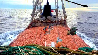 Life On Commercial Shrimp Trawling Vessel - Catching Hundreds of Tons of Shrimp With a Large Boat #2