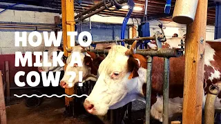 Educational Farm | Feeding and Milking Cows #TravelVlog #Pinoyinfrance