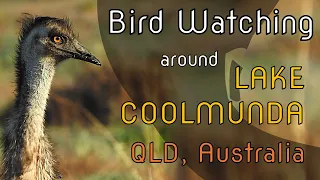 Bird Watching around Lake Coolmunda, QLD Australia - Part I