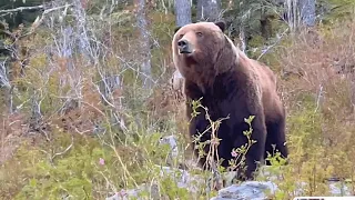 Bear Viewing | Wild Animals