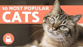 Top 10 Most POPULAR Cat Breeds in the World